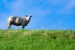 sheep on fresh green grass
