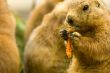 cute prairie dog