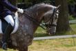 horse and jockey