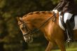 jockey on a beautiful horse