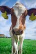 cute curious baby cow