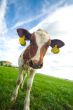 cute curious baby cow