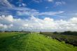 dutch farmland  landscape