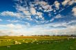 dutch farmland  landscape