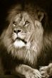big african male lion