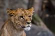 close-up of a lion cub
