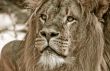 big african male lion