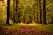 autumn colors