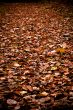 autumn colors