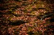 autumn colors