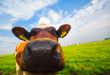 funny picture of a baby cow