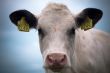 baby cow