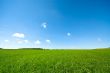 fresh green grass with bright blue sky