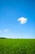 fresh green grass with bright blue sky