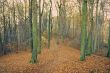 mystic autumn forest