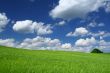 summer field