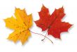 two maple leaves