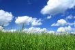 summer field