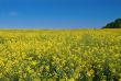 bright canola field