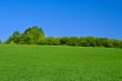 bright meadow