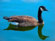 Goose in the blue water