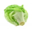 lettuce head