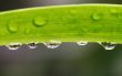 Leaf With Waterdrops
