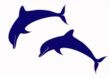 Jumping Dolphins