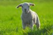 cute lamb on green grass