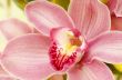 colorful orchids