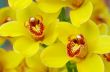 colorful orchids