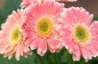 colorful springtime flowers