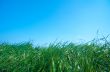 grass and a blue sky