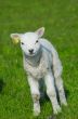 cute lamb in spring