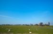summer landscape