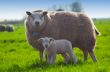 sheep and her cute little lamb
