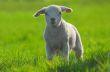 cute lamb on green grass