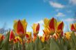 tulips in spring