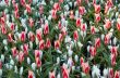 flowerbed in spring
