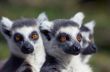 A group of cute looking ring-tailed lemurs