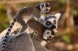 A goup of cute ring-tailed lemurs