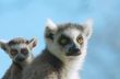 baby ring-tailed lemur on mothers back