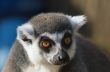 portrait of a ring-tailed lemur