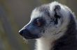 portrait of a ring-tailed lemur