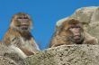 two barbary apes
