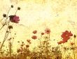 old-fashioned flower