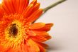 Orange flower on a background