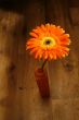Orange gerbera