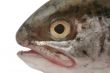 fish head