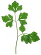 parsley sprig